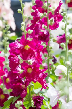 Ebegümeci çiçekler. kıllı kaynaklanıyor, pembe ya da mor çiçekler ve disk şeklinde meyve otsu bir bitki. Birkaç tür süsbitkileri yetiştirilen ve bazı yemeklik.