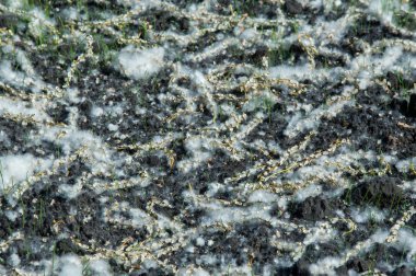 Doku, arka plan. Kavak kabartmak yere. küçük ışık kümeleri birikir kumaşlar yün veya pamuk gibi yumuşak lifleri.