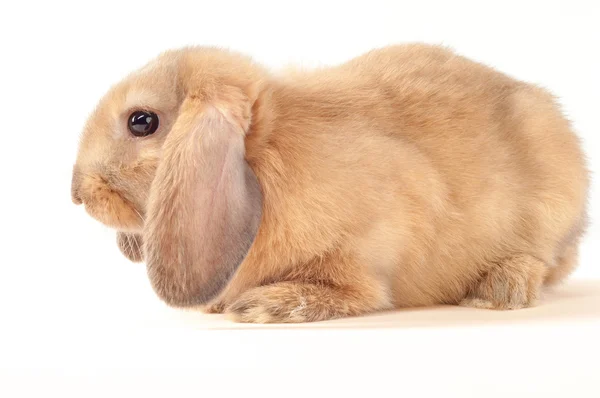 Маленький кролик изолирован на белом фоне. Маленький кролик — стоковое фото