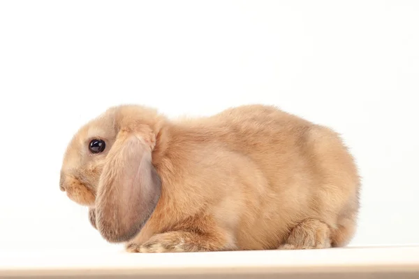 Kleiner Hase Isoliert Auf Weißem Hintergrund Kleines Kaninchen — Stockfoto