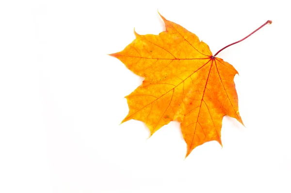 Feuilles Érable Automne Feuille Érable Utilisée Comme Emblème Canada Lorsque — Photo