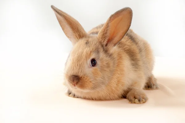 En liten kanin isolert på hvit bakgrunn. Lille hare – stockfoto