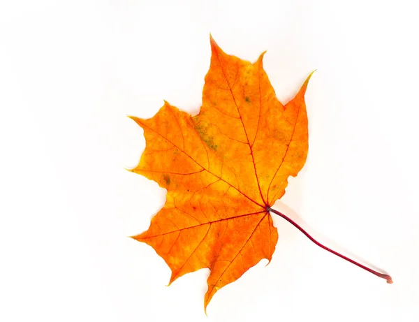 秋のカエデを葉します カナダの紋章として使用される もみじの葉 いつ作物や果物が集まって 秋の葉 — ストック写真