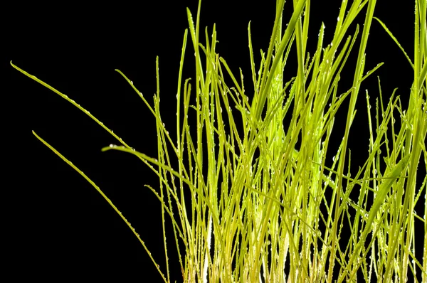 Grama jovem em um fundo preto. textura de verde. isolado — Fotografia de Stock