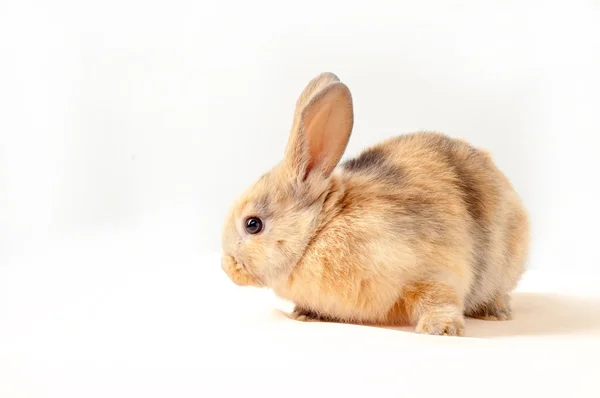 Pequeño conejito aislado sobre fondo blanco. Pequeño conejo — Foto de Stock