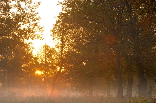 Herbstwald Nebel Morgen Abend Strahlend Gelbe Sonne Seltene Schöne Zustand — Stockfoto