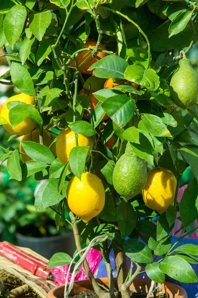 Zitronenbaum Topf Mit Früchten — Stockfoto