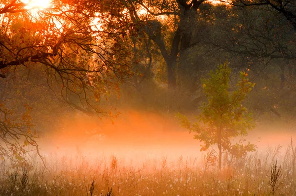 Fall forest, fog, morning, evening, bright yellow sun. Rare beau — Stock Photo, Image