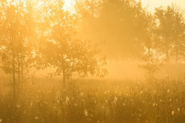 Осінній ліс, туман, ранок, вечір, яскраво-жовте сонце. Рідкісна красуня — стокове фото