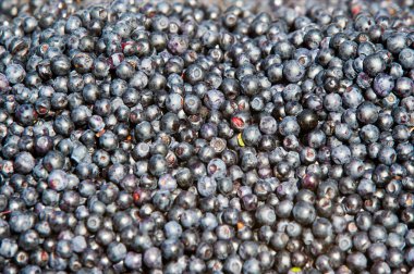 Çalı b yenilebilir meyve ile türdür: Vaccinium myrtillus