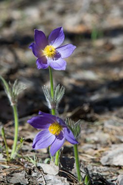 pasque çiçek, Pulsatilla patens. Pasque çiçek (Pulsatilla pat