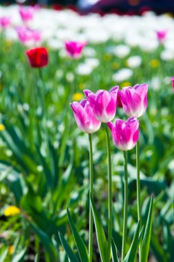 Lale. Soğanlı bir bahar-çiçekli bitki lily ailesinin Kupası şeklindeki cesaretle renkli çiçekli. Çiçek Lale arka plan. Harika bir manzara Lale güneş ışığı manzara baharın ortasında altında.