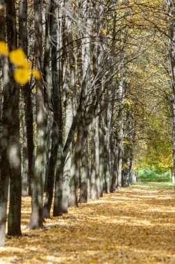 Parkta, ıhlamur ağaçları bırakılan yaprakları sarı sonbahar