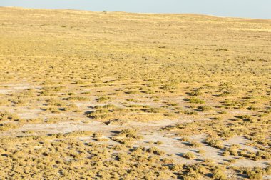 Bozkır yaz aylarında. Orta Asya Kazakistan