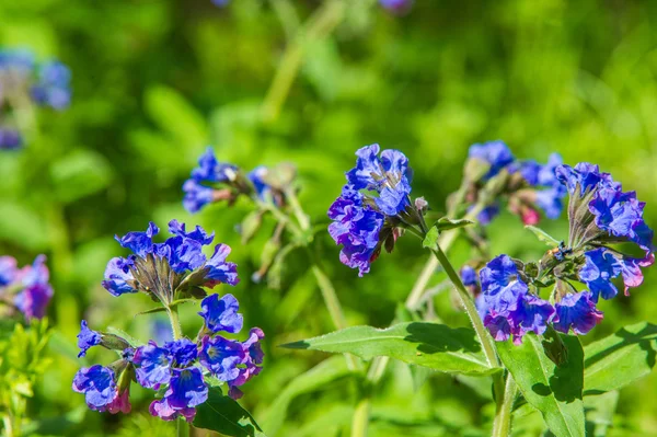 Pulmonaria Lungwort Pink Blue Flowers Macro Bokeh Background Selective Focus — Stock Photo, Image