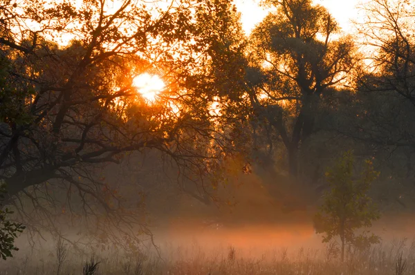Осенний Лес Туман Утро Вечер Яркое Желтое Солнце Редкий Красивый — стоковое фото