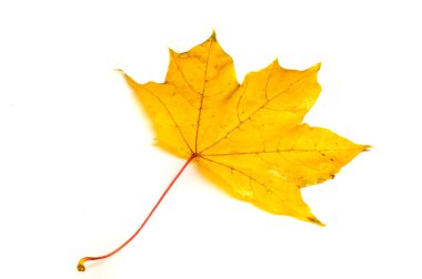 Doku, desen, arka plan. Sonbahar yaprakları gözenekleri, ıslak sarı ma