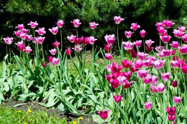 Lale. Soğanlı bir bahar-çiçekli bitki lily ailesinin Kupası şeklindeki cesaretle renkli çiçekli. Çiçek Lale arka plan. Harika bir manzara Lale güneş ışığı manzara baharın ortasında altında.