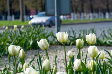 Lale. Soğanlı bir bahar-çiçekli bitki lily ailesinin Kupası şeklindeki cesaretle renkli çiçekli. Çiçek Lale arka plan. Harika bir manzara Lale güneş ışığı manzara baharın ortasında altında.