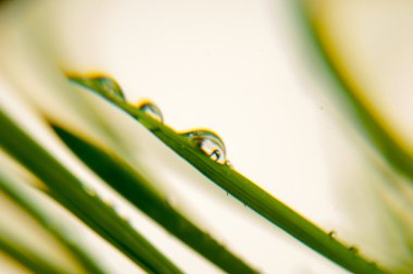 Genç çim siyah bir arka plan üzerinde. Yeşil doku. izole