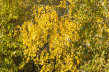 Gauss bulanıklığı tasarımcıları için uygundur. Huş ağaçları sonbaharda. --Dan a pencere üstünde tepe-in taç fotoğrafı