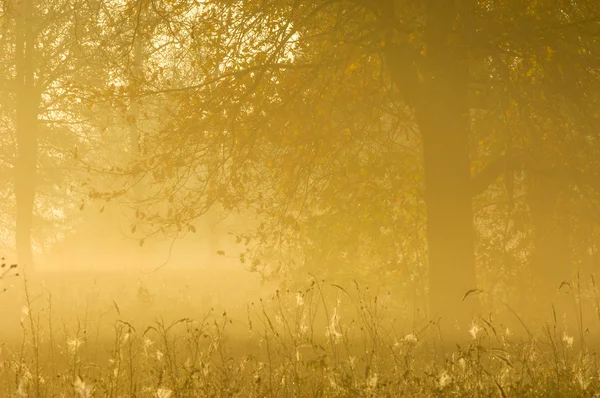 Herbstwald Nebel Morgen Abend Strahlend Gelbe Sonne Seltene Schöne Zustand — Stockfoto