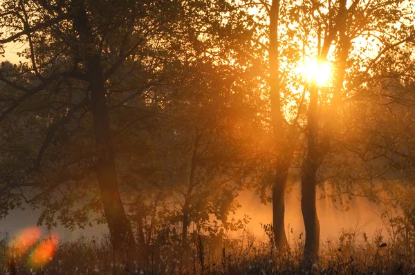 Осінній Ліс Туман Ранок Вечір Яскраво Жовте Сонце Рідко Красива — стокове фото
