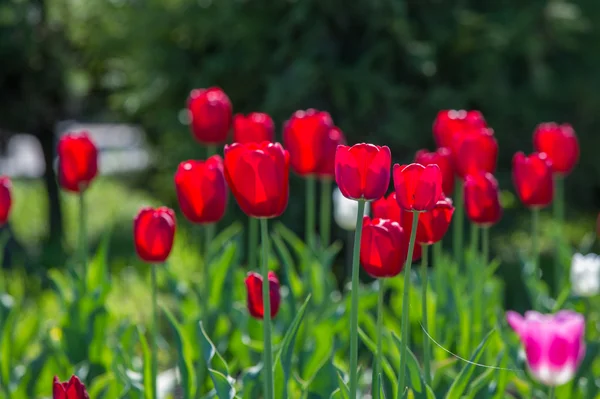 チューリップ 大胆に着色されたカップ形の花を持つ ユリ科の球根春咲きの植物 花チューリップ背景 春の中で日光の風景下美しい景色チューリップ — ストック写真