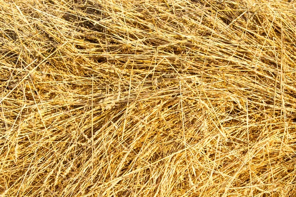 稻草从小麦斜面 — 图库照片