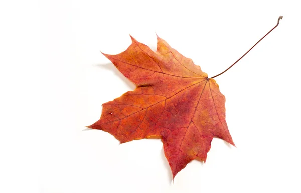 Feuilles d'érable d'automne. la feuille de l'érable, utilisée comme emblème de — Photo