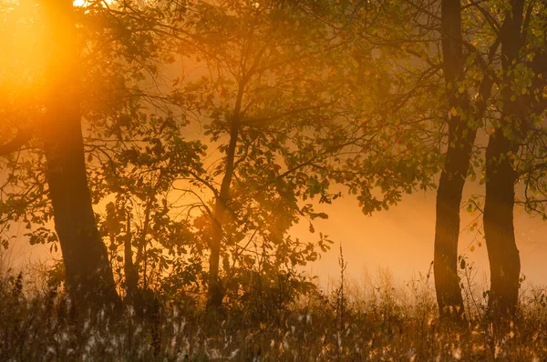 Floresta Queda Nevoeiro Manhã Noite Sol Amarelo Brilhante Rara Prirody — Fotografia de Stock