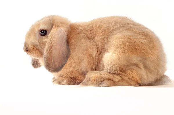 Pequeño conejito aislado sobre fondo blanco. Pequeño conejo —  Fotos de Stock