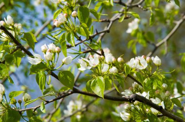 Elma ağaçları çiçek. genellikle parlak renkli bir corolla (taç yaprakları tarafından çevrili üreme organları (stamens ve carpels) oluşan bir bitki, tohum taşıyan parçası)