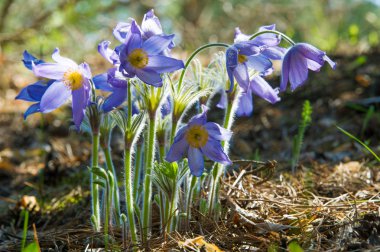 pasque çiçek, Pulsatilla patens. Pasque çiçek (Pulsatilla patens) ile çim sahada. pasque çiçek.