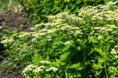 Chamomile or camomile flowers. Herbaceous plants with buds, have to-ryh petals are usually white, and the middle yellow. The drug infusion or powder from the flowers of this plant. clipart