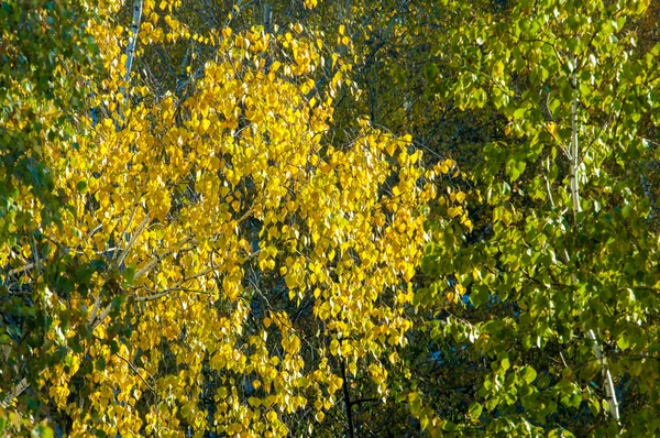 Φθινόπωρο Δέντρα Σημύδων Φωτογραφήθηκε Από Ένα Παράθυρο Στην Κορυφή Στέμμα — Φωτογραφία Αρχείου
