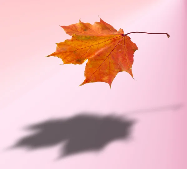 Herbstlaub. Ahorn, Baum oder Strauch mit gelappten Blättern, geflügelt — Stockfoto