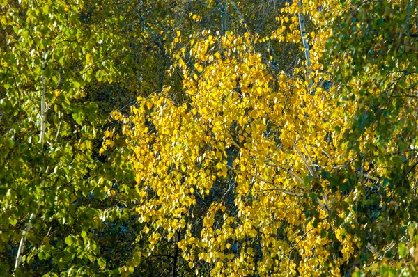 白桦树在秋季 从皇冠上的窗口拍摄照片 — 图库照片