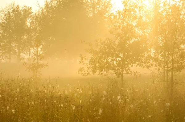 Floresta Queda Nevoeiro Manhã Noite Sol Amarelo Brilhante Rara Prirody — Fotografia de Stock