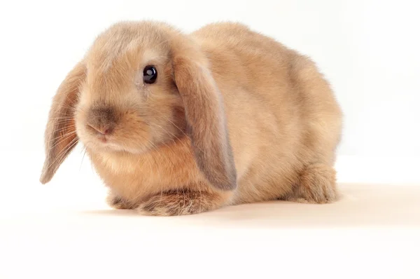 白色背景上孤立的小兔子 小兔子 — 图库照片