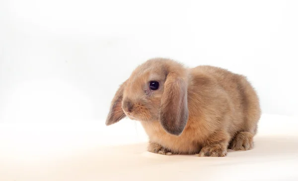 Маленький кролик изолирован на белом фоне. Маленький кролик — стоковое фото