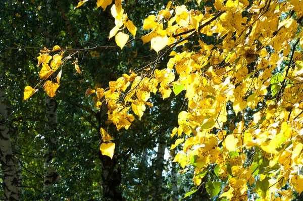 Outono Parque Tília Caiu Folhas Amarelas — Fotografia de Stock