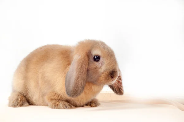 En liten kanin isolert på hvit bakgrunn. Lille hare – stockfoto