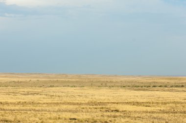Bozkır yaz aylarında. Orta Asya Kazakistan