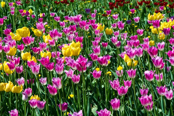 Lale. Soğanlı bir bahar-çiçekli bitki lily ailesinin Kupası şeklindeki cesaretle renkli çiçekli. Çiçek Lale arka plan. Harika bir manzara Lale güneş ışığı manzara baharın ortasında altında.
