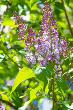 Doku, desen, arka plan. Eflatun çiçekler. bir soluk pembemsi-menekşe rengi. Mor ya da beyaz güzel kokulu çiçekler ile büyük bahçe Funda.