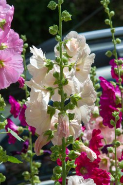 Ebegümeci çiçekler. kıllı kaynaklanıyor, pembe ya da mor çiçekler ve disk şeklinde meyve otsu bir bitki. Birkaç tür süsbitkileri yetiştirilen ve bazı yemeklik.