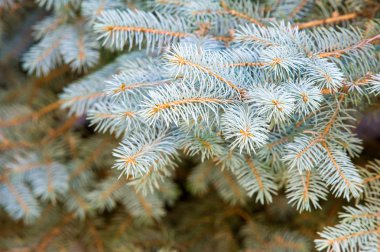 Doku, arka plan. Mavi Ladin. Çam ağacı dalları. 