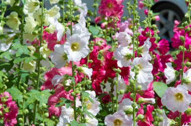 Ebegümeci çiçekler. kıllı kaynaklanıyor, pembe ya da mor çiçekler ve disk şeklinde meyve otsu bir bitki. Birkaç tür süsbitkileri yetiştirilen ve bazı yemeklik.