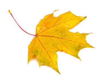 Doku, desen, arka plan. Sonbahar yaprakları gözenekleri, ıslak sarı ma